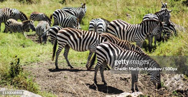 maasai mara:zebras on migration - marilyn kabakov imagens e fotografias de stock