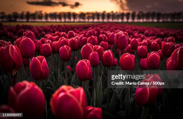red tulips from holland - mario calma stockfoto's en -beelden