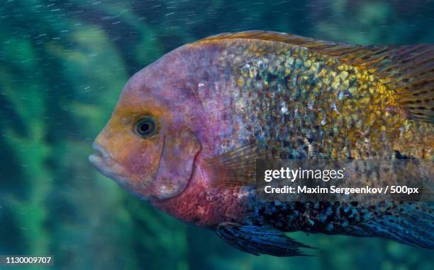 herotilapia multispinosa (rainbow cichlid) - cichlid aquarium stock pictures, royalty-free photos & images