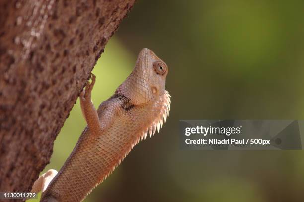 close up of chamaeleon (chamaeleo chamaeleon) standing on tree stem - niladri paul stockfoto's en -beelden