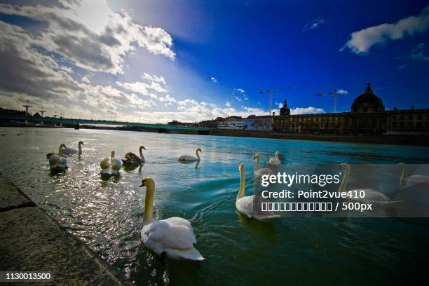 swans on river in city - 視点 stock pictures, royalty-free photos & images