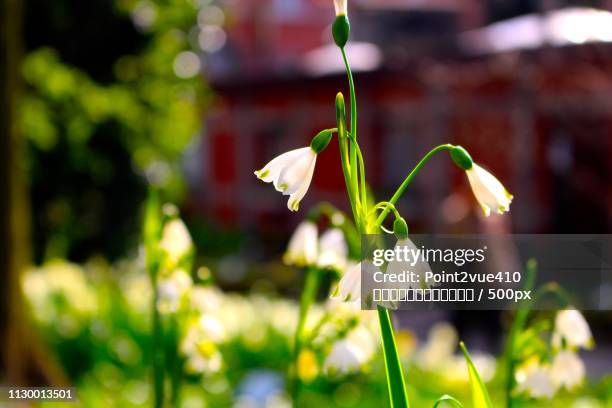 au jardin botanique d'anvers (antwerp), belgique - 視点 stock pictures, royalty-free photos & images