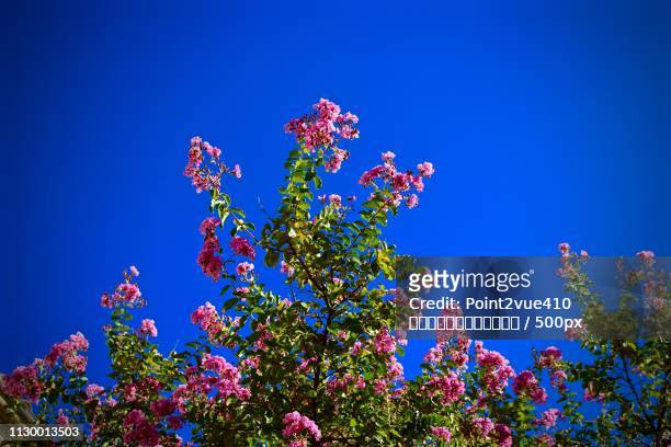low angle view of blossom tree - 視点 stock-fotos und bilder