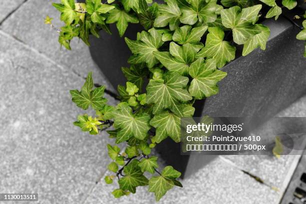 view of growing plant - 視点 stock pictures, royalty-free photos & images