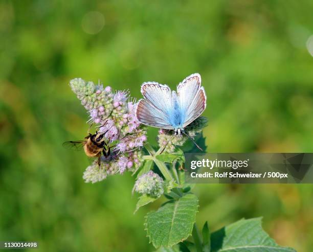 enough for two - bees and butterflies stock pictures, royalty-free photos & images