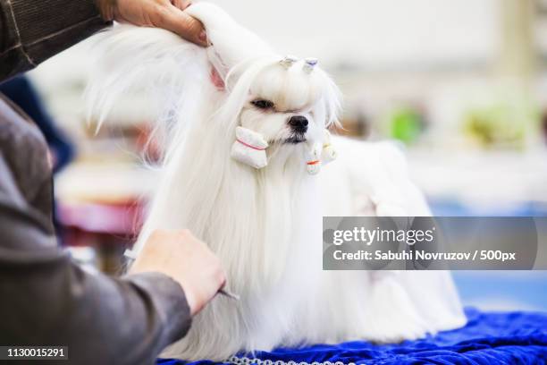 little beauty shih-tzu dog at the groomer's hand - combing stock pictures, royalty-free photos & images