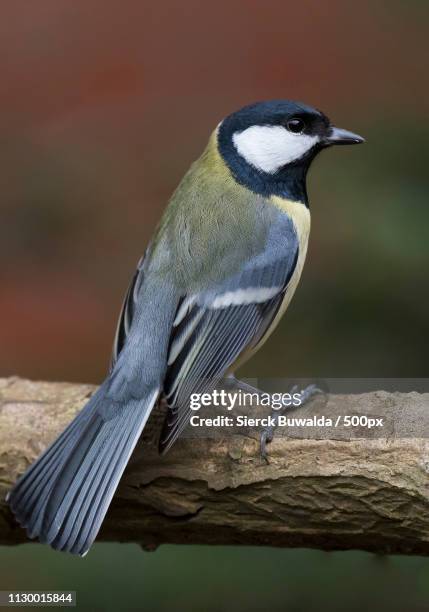 great tit - cinciallegra stock pictures, royalty-free photos & images