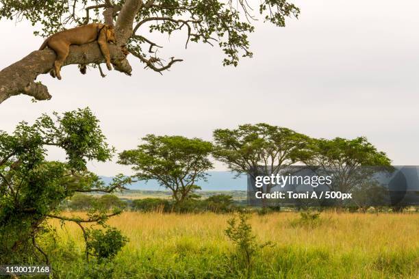 relaxed - lion africa stock pictures, royalty-free photos & images