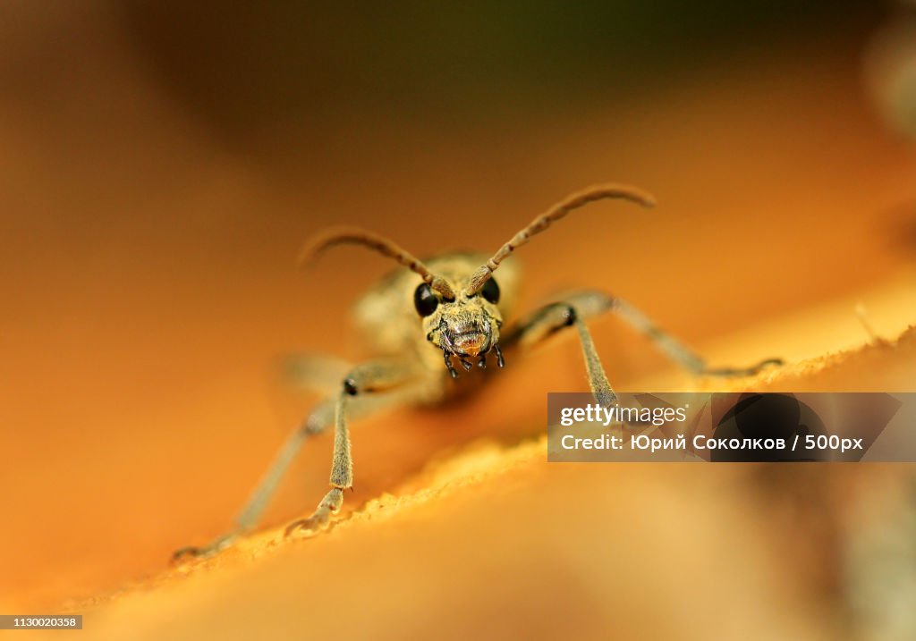 Black-spotted longhorn beetle (Rhagium mordax)
