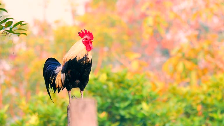 Good Morning Rooster Videos and HD Footage - Getty Images