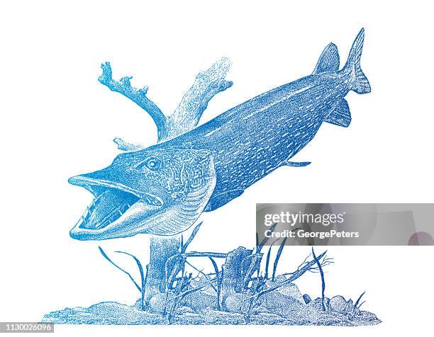 stipple vector of a large northern pike - northern pike stock illustrations