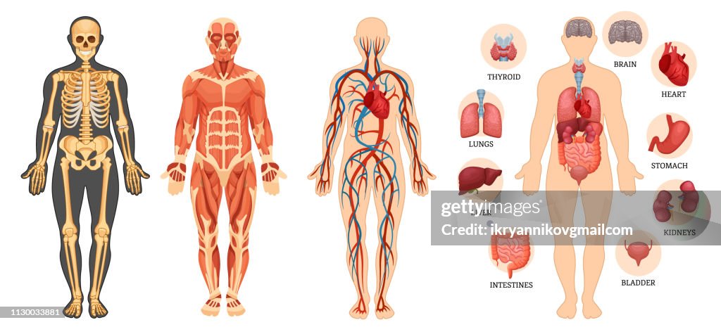 Body Scructure Structure Of Human Body Skeleton Muscular System Blood Vessels Organs ...