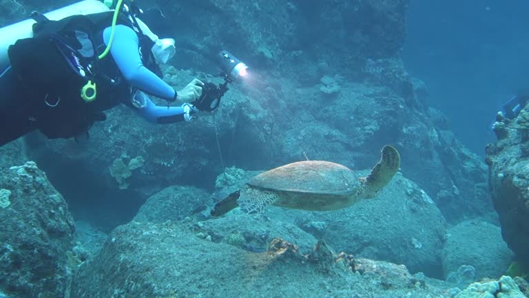 Shell Diver Turtle Turtle Shell Texture Videos and HD Footage - Getty Images