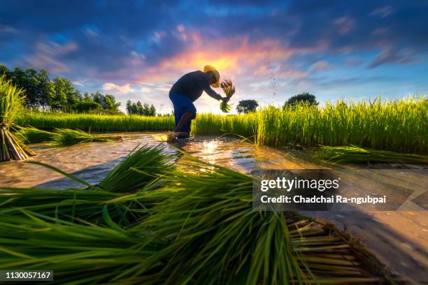 asia agriculture farmer are working in rural rice fields in southeast asian countries. - indonesian farmer 個照片及圖片檔