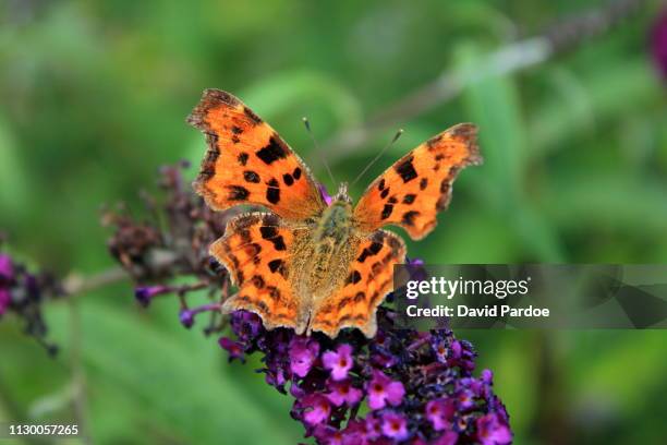 comma butterfly - comma butterfly stock pictures, royalty-free photos & images