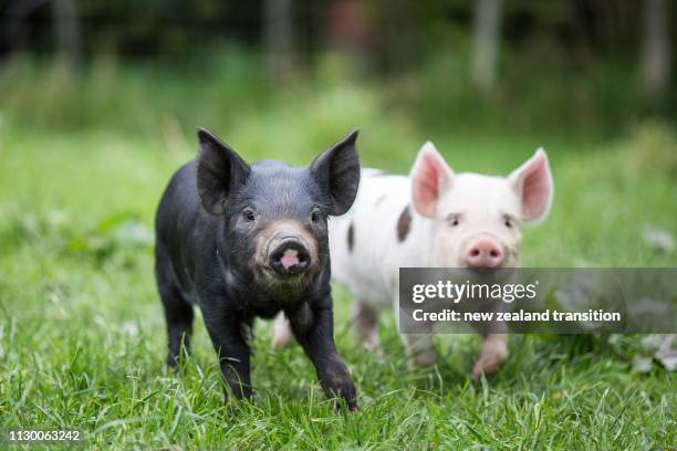 front view of black and white spotted piglets in green paddock - piglet stock pictures, royalty-free photos & images