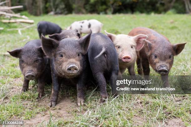 Pigs Multicolour Multi Pig Photos and Premium High Res Pictures - Getty Images