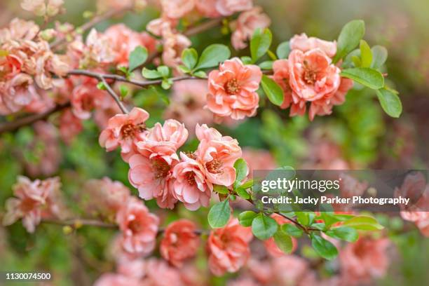 close-up image of the beautiful spring flowering japanese quince flowers also known as chaenomeles japonica - bloesem stockfoto's en -beelden