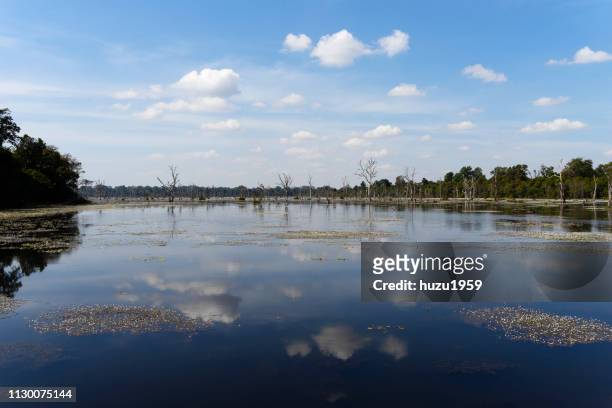 artificial lake of preah khan (preah khan baray) - 静寂 個照片及圖片檔