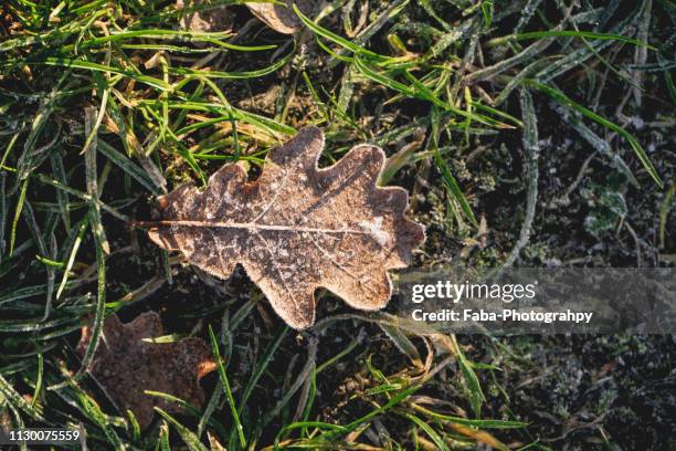 frost covered leaf on frozen ground - eingefroren fotografías e imágenes de stock