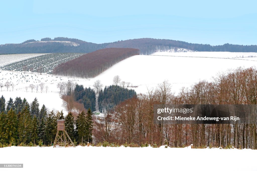 Deer stand in a snow-coverd landscape in the Sauerland, Germany