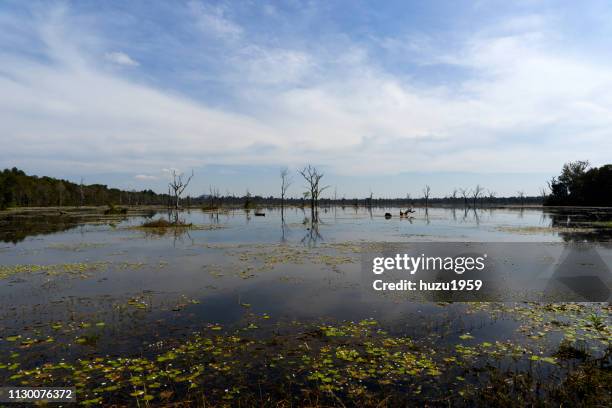 artificial lake of preah khan (preah khan baray) - 池 fotografías e imágenes de stock