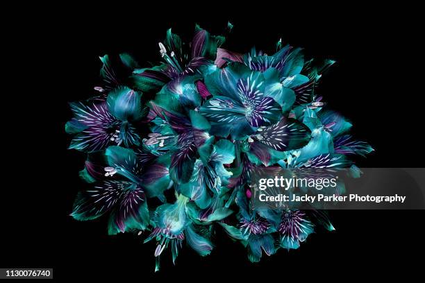 close-up, creative image of peruvian lillies also known as alstromeria against a black background - mandala image stock pictures, royalty-free photos & images