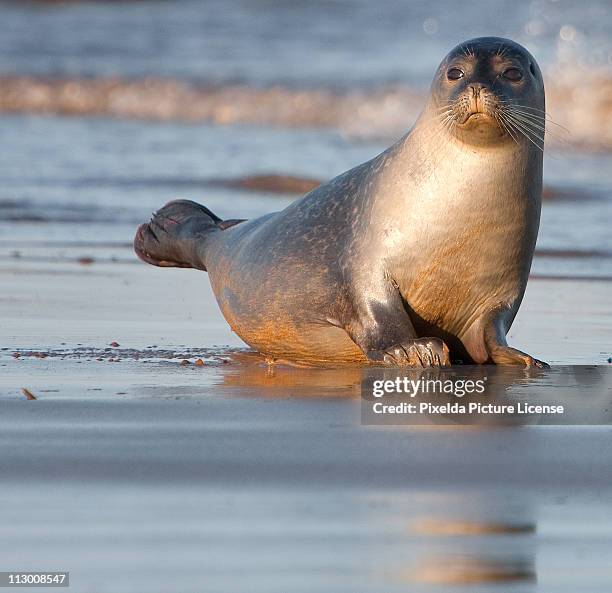 juvenile seal - seehundjunges stock-fotos und bilder