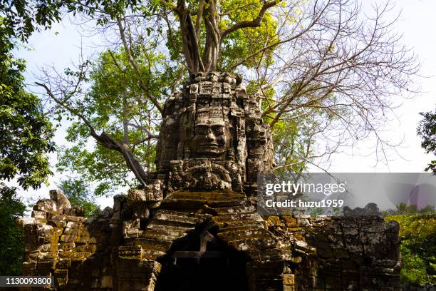 tree on kannon bosatsu (guan yin bodhisattva), ta som, siem reap, cambodia - 記念建造物 stock-fotos und bilder