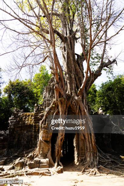 strangler fig on architecture of ta som, siem reap, cambodia - 成長 stockfoto's en -beelden