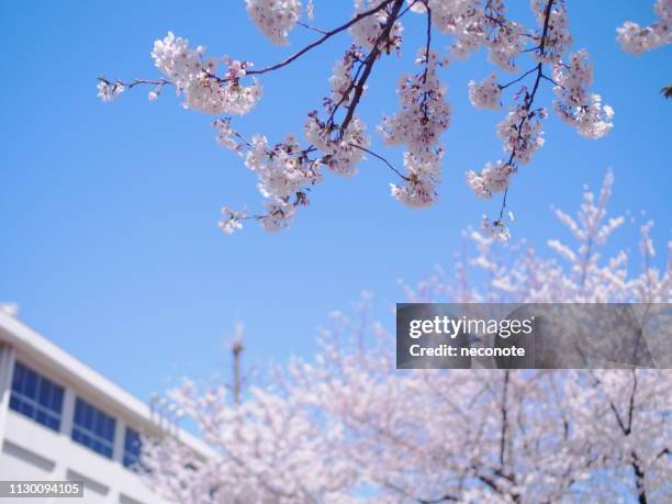 cherry blossoms and a school building - 小学校 stock-fotos und bilder