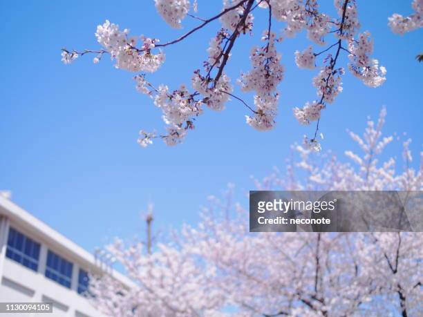 cherry blossoms and a school building - elementary school building stock pictures, royalty-free photos & images