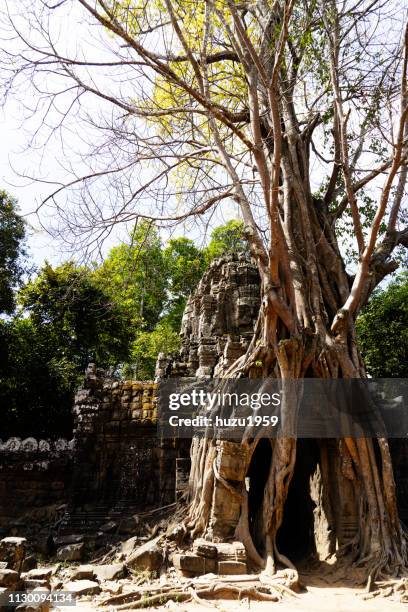 strangler fig on architecture of ta som, siem reap, cambodia - 世界的な名所 個照片及圖片檔