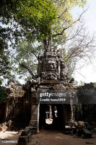 tree on kannon bosatsu (guan yin bodhisattva), ta som, siem reap, cambodia - 石材 stock-fotos und bilder