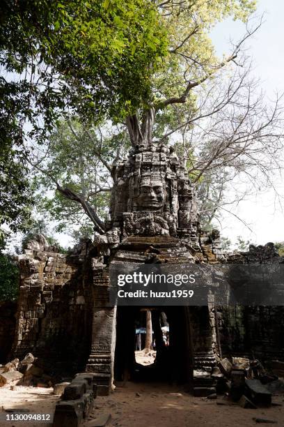 tree on kannon bosatsu (guan yin bodhisattva), ta som, siem reap, cambodia - 熱帯気��候 stockfoto's en -beelden