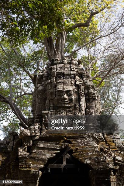 tree on kannon bosatsu (guan yin bodhisattva), ta som, siem reap, cambodia - 異国情緒 fotografías e imágenes de stock