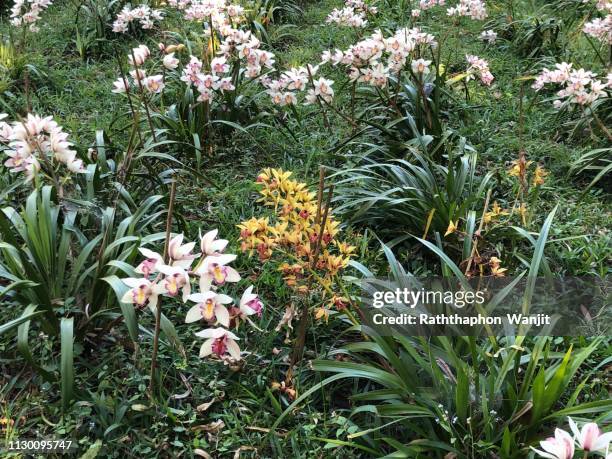 white cymbidium. - cymbidium fotografías e imágenes de stock