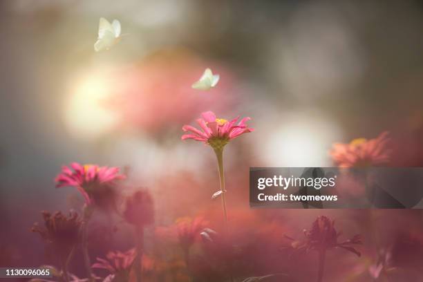 ethereal summer spring flowers and butterfly image. - breekbaarheid stockfoto's en -beelden