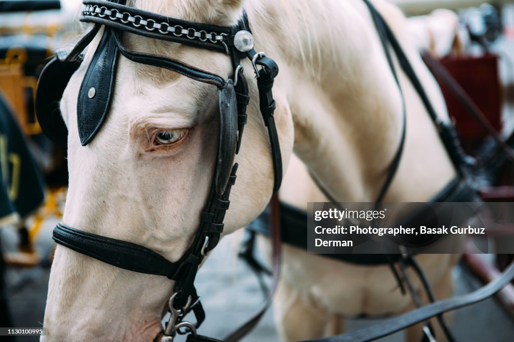 Close-up of a beautiful horse