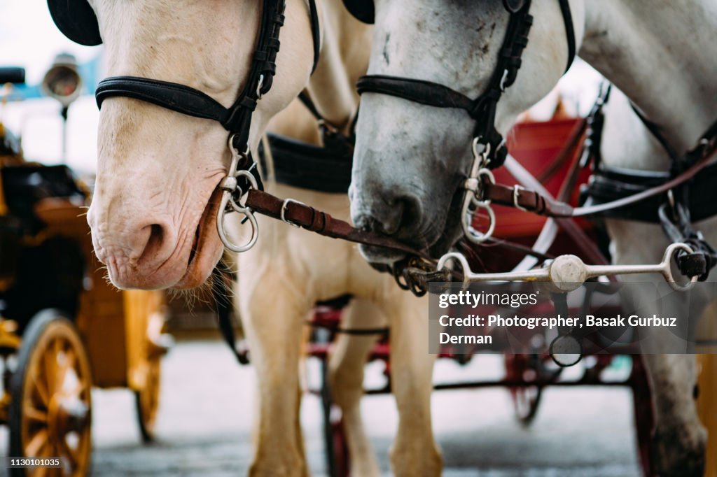 Beautiful horses