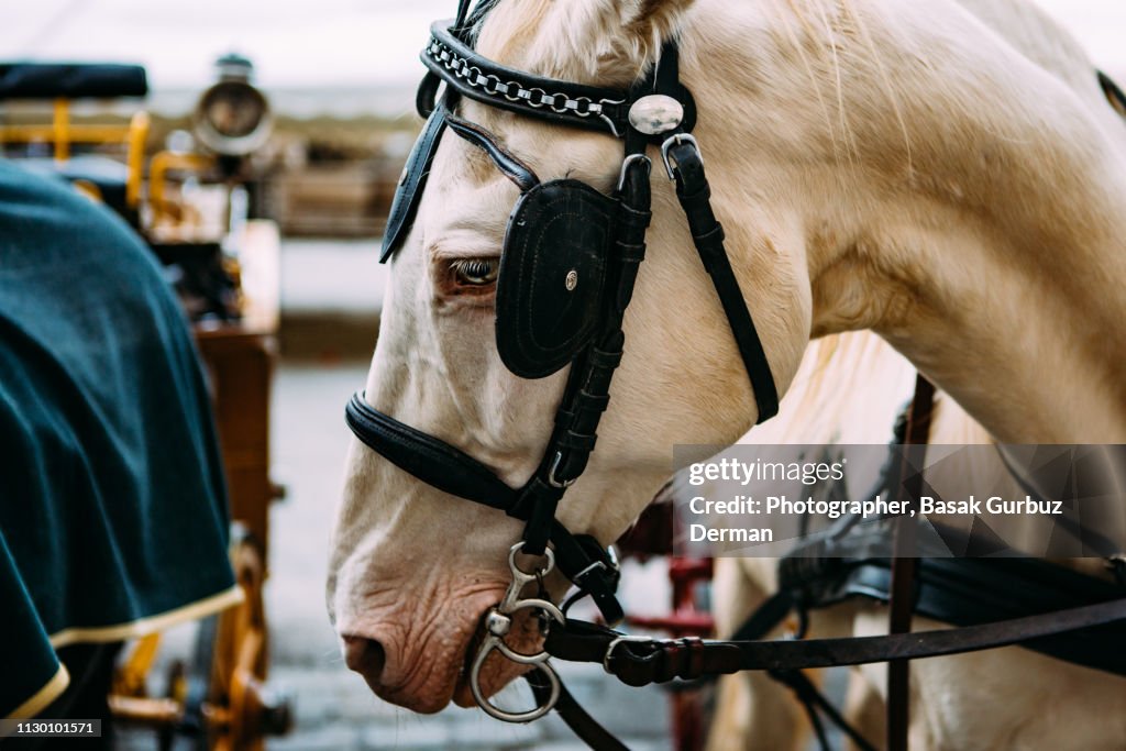 Close-up of a beautiful horse