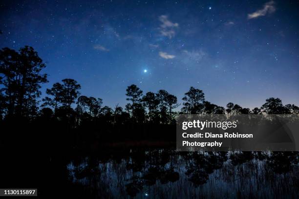 very early morning shot of venus rising (to the left of jupiter) over pond and slash pine trees with reflection in babcock wildlife management area near punta gorda, florida - jupiter florida stock pictures, royalty-free photos & images