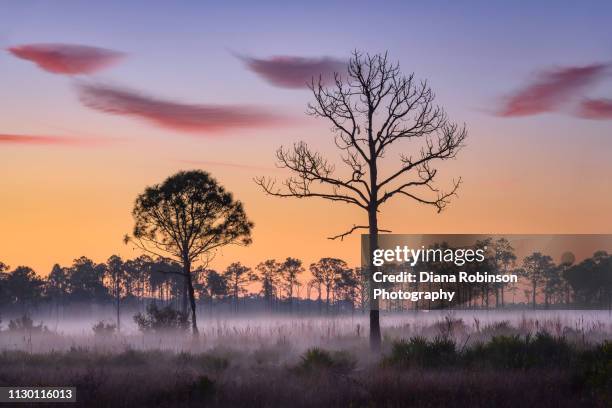 preo-dawn over swamp and fog at babcock wildlife management area near punta gorda, florida - punta gorda florida stock pictures, royalty-free photos & images