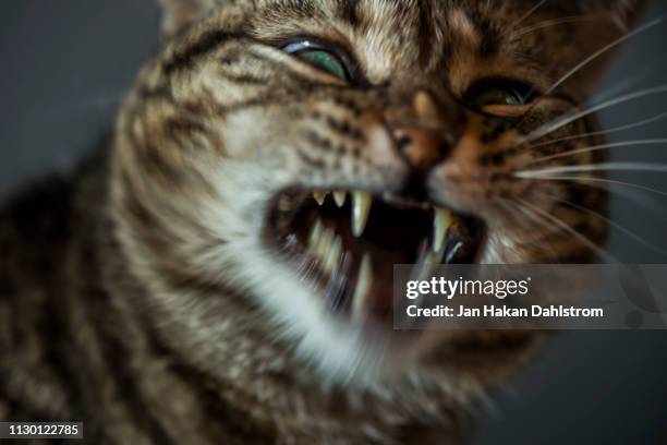 angry cat showing teeth - angry cat stock pictures, royalty-free photos & images