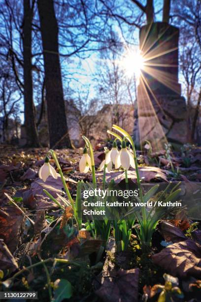 spring is coming - snowdrops stock-fotos und bilder