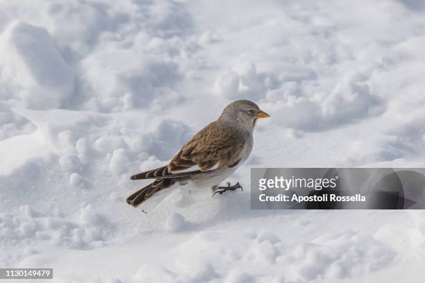 alpine finch on the presena glacier - finch stock pictures, royalty-free photos & images