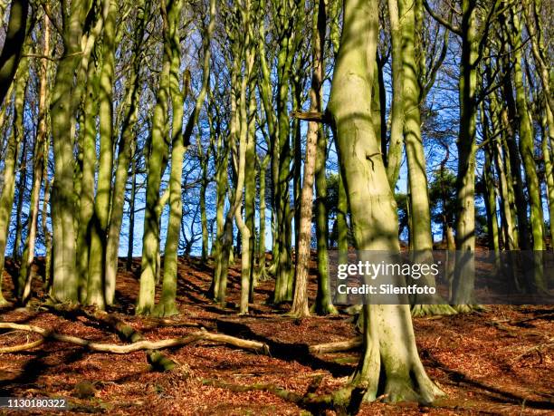 wood of beech trees on a slope resplendent in sunlight - silentfoto sheffield stock pictures, royalty-free photos & images