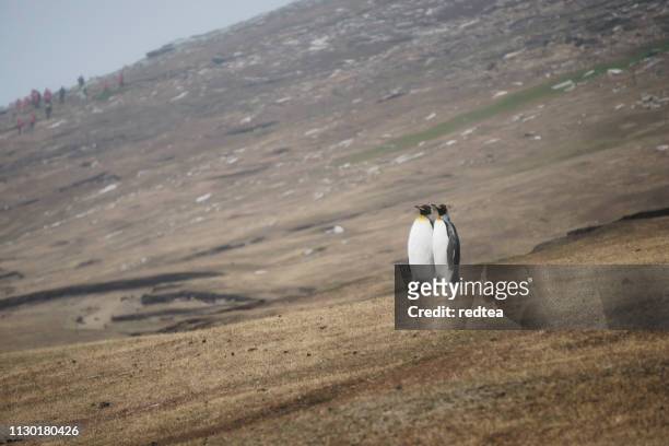king penguin walking on a sandy beach - krill stock pictures, royalty-free photos & images