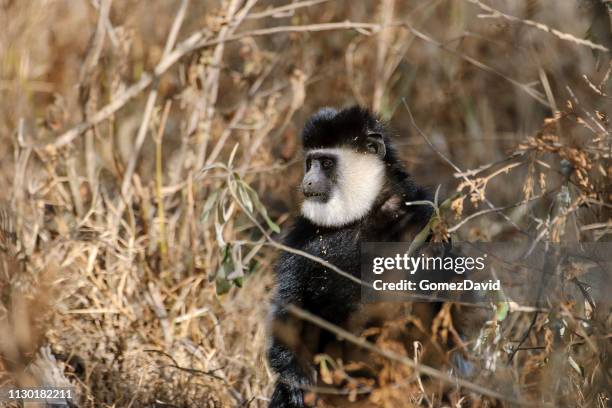 wild colobus monkey sitting in brush - leaf monkey stock pictures, royalty-free photos & images