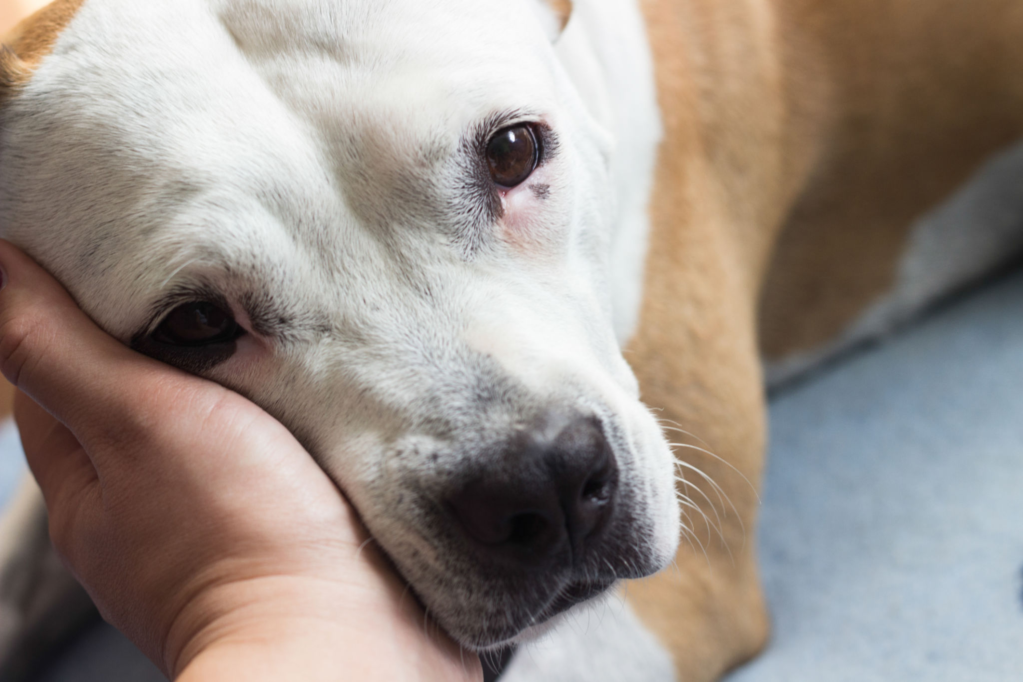 Love between human and dog Love between human and dog